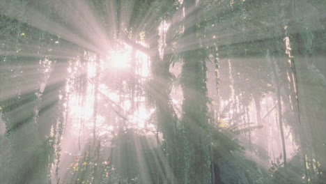 bosque lluvioso brumoso y rayos de sol brillantes a través de las ramas de los árboles