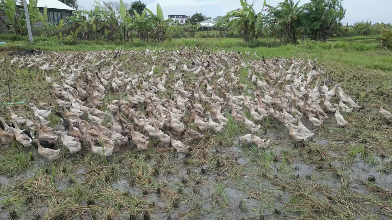 ฝูงเป็ดนักวิ่งหงอนในทุ่งนาข้าวของจังกู, บาหลี, อินโดนีเซีย
