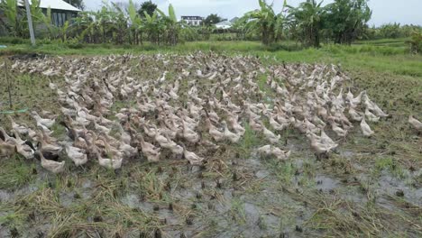 A-group-of-crested-runner-ducks-in-a-paddy-field-of-Canggu,-Bali,-Indonesia