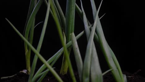 garden fresh spring onions growing in soil