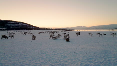 aerial pan shows snow covered landscape packed with herd of reindeer, sunset