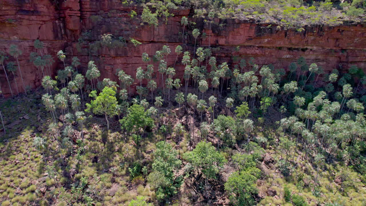 Backward-moving shot reveals a palm-filled valley beneath towering sandstone walls along Ngawilbinbin Walk in Gregory National Park, Northern Territory, captured in warm late-day light