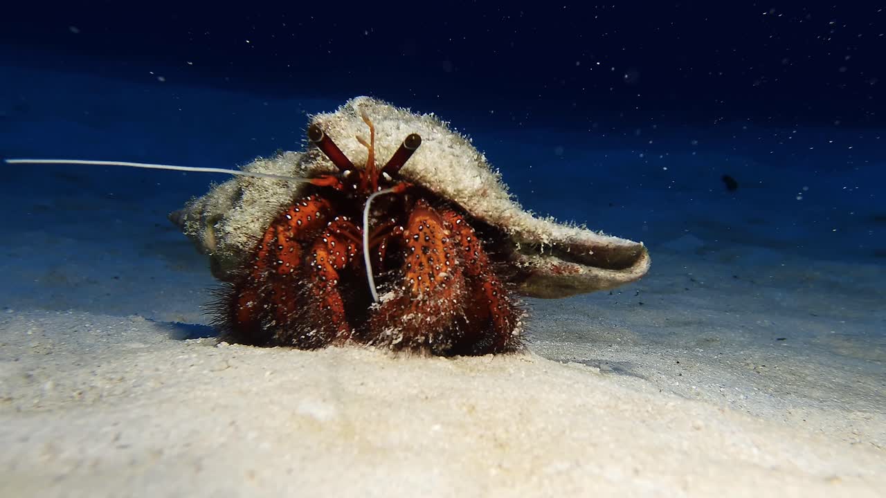 A hermit crab crawls across the sandy seafloor in Mauritius. Its textured shell and vivid red body contrast beautifully with the underwater stillness. Close-up marine life encounter.