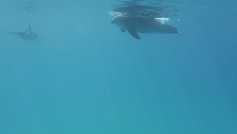 delfines nadando juntos en el arrecife de coral del mar rojo de egipto