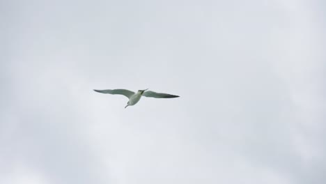 grey-headed gull flying on overcast day at seaside 4k