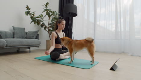 Eine-Junge-Frau-Macht-Zu-Hause-Yoga,-Während-Ihr-Hund-Immer-Wieder-Um-Sie-Herum-Kreist