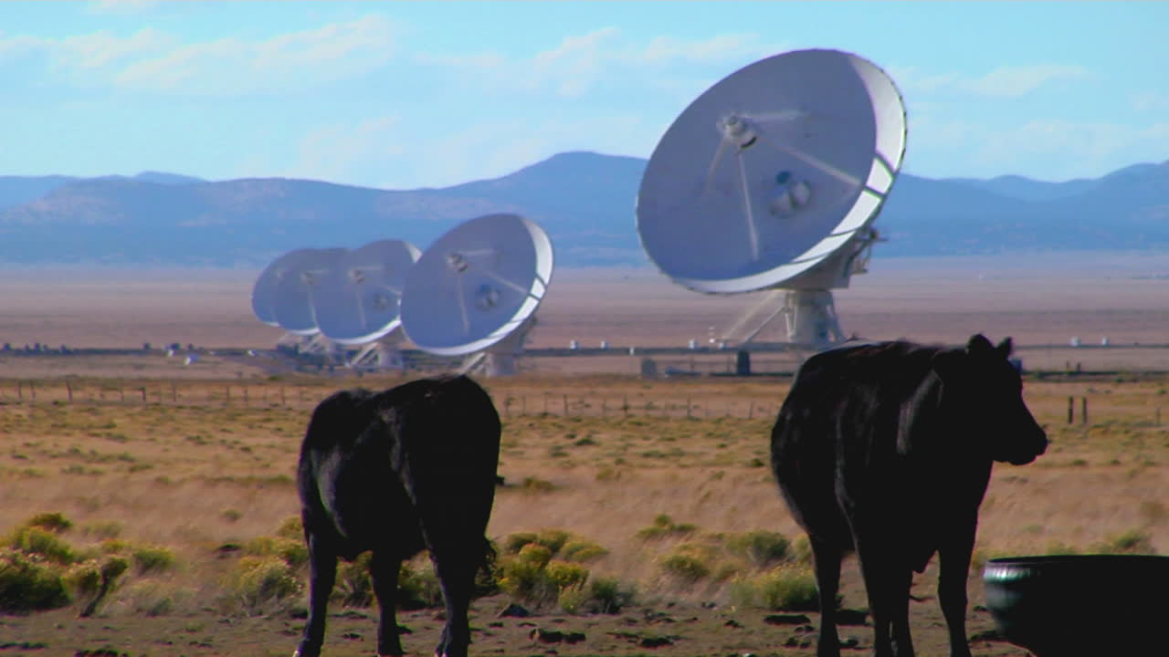 가축 1과 함께 들판에 위성 접시가 앉아있다.