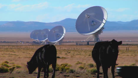 a satellite dish sits in a field with cattle 1