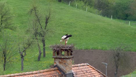 Couple-of-storks-making-and-fixing-up-their-first-time-nest-on-chimney