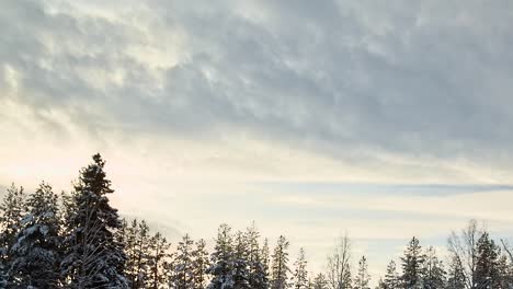 Time-lapse-shot-of-clouds-over-trees