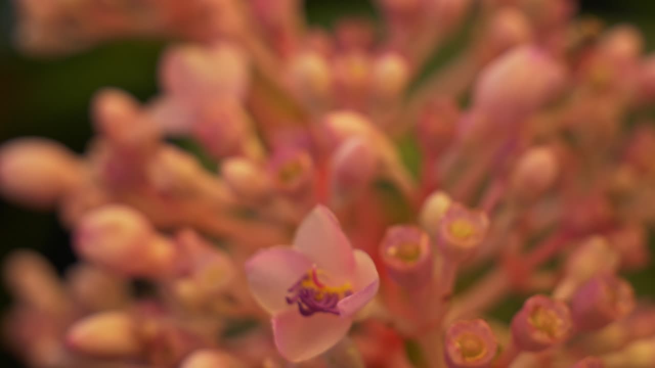 Boccioli di fiori di Medinilla Speciosa (orchidea malese). Scatto con messa a fuoco selettiva