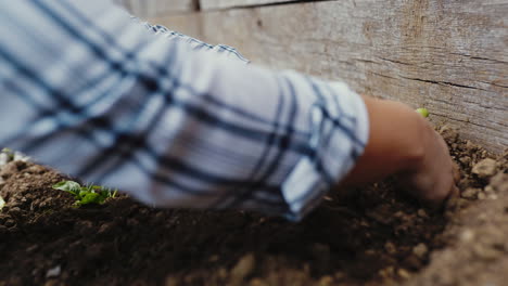 planting spinach seedlings