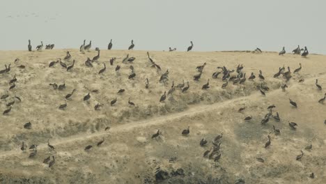 peruvian pelicans on a sea side cliff