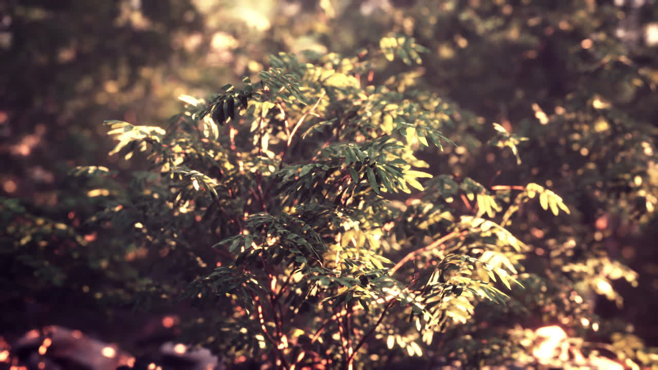 прекрасная зеленая лесная поляна в свете солнца