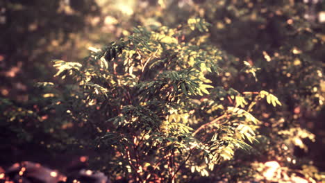 hermoso claro de bosque verde a la luz del sol