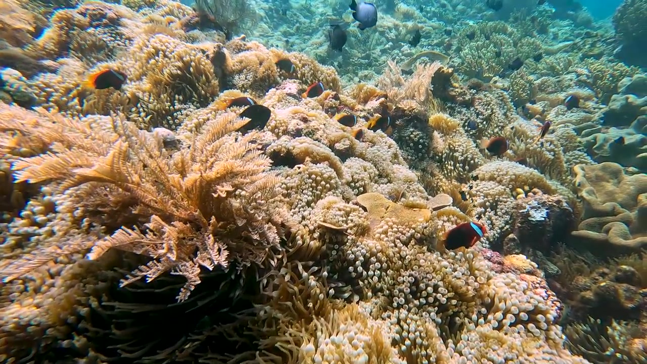 Gruppi di pesci pagliaccio del genere Amphiprion che nuotano tra gli anemoni in una barriera corallina della regione del Triangolo dei Coralli di Timor Est, Sud-est asiatico.