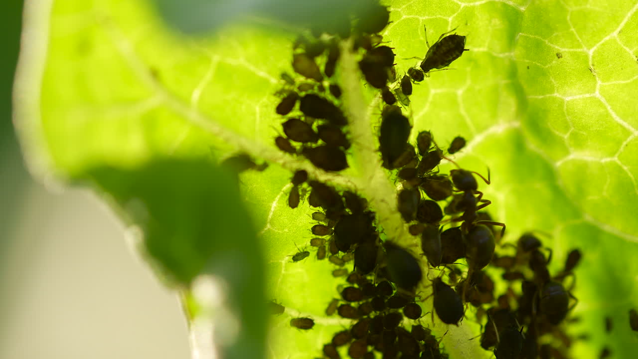 Green leaf with numerous small aphids colony insects and ants crawling - macro