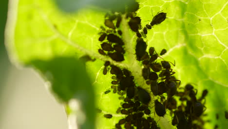 Grünes-Blatt-Mit-Zahlreichen-Kleinen-Blattlauskolonien,-Insekten-Und-Kriechenden-Ameisen---Makro