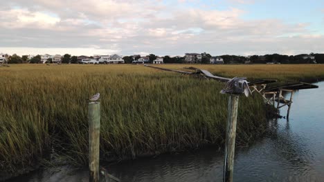 Pelican-flying-past-drone-camera-on-wreckage-during-sunset