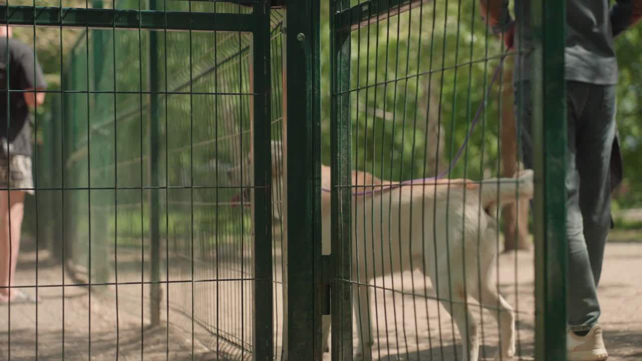 Un labrador entra en un sendero soleado, perro y dueño en la entrada del parque; un labrador y sus dueños llegan a una acogedora entrada del parque; un sendero soleado lleva a la entrada del parque mientras el perro y sus dueños comienzan su aventura