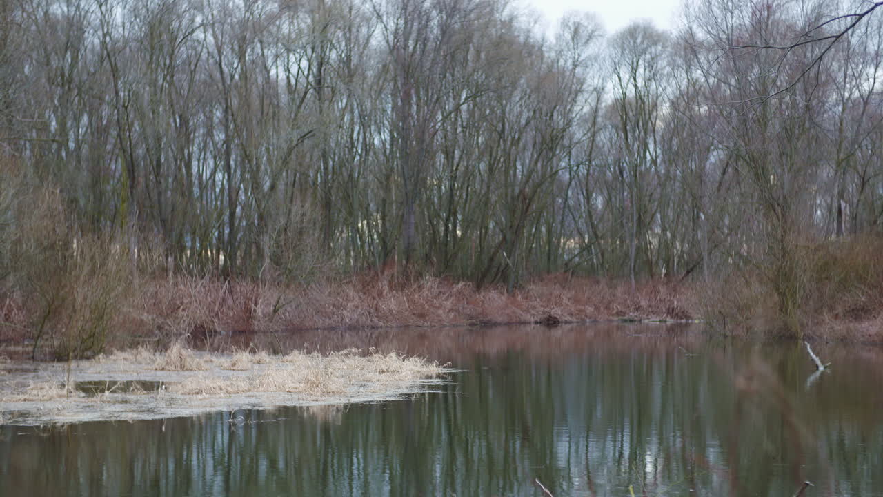Winter River View with Dense Forest