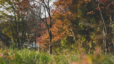 bright leaves of trees on a sunny day near lakeshore in zao, japan during autumn season