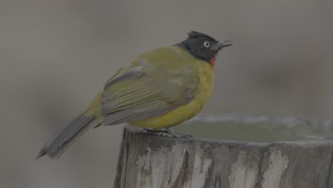 a beautiful black-crested bulbul bird with vibrant yellow and black plumage is perched on a weathered tree stump.