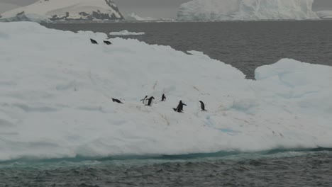 Pingüino-Saltando-Dentro-Y-Fuera-Del-Agua-Desde-Un-Pequeño-Iceberg,-Asustado-De-Los-Depredadores