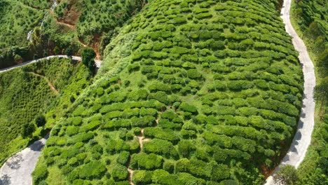 drone flying towards huge green tea plantation at cameron highlands in malaysia