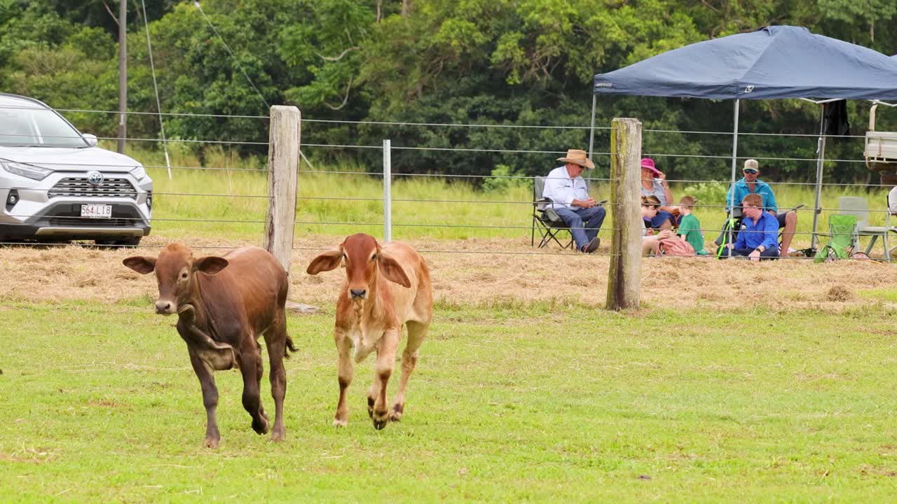 Cattle dog herds calves in grassy field, guided by farmer, with spectators under tents, daylight