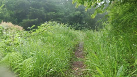 misty forest path