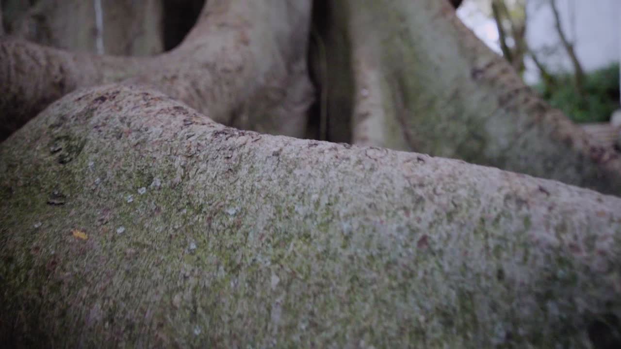 자연 일광 한 지방 잔디 휴가 이파리 분기 여행 맑은 트렁크 나무 나무 오래된 나무 녹색 이끼 여행 샷
