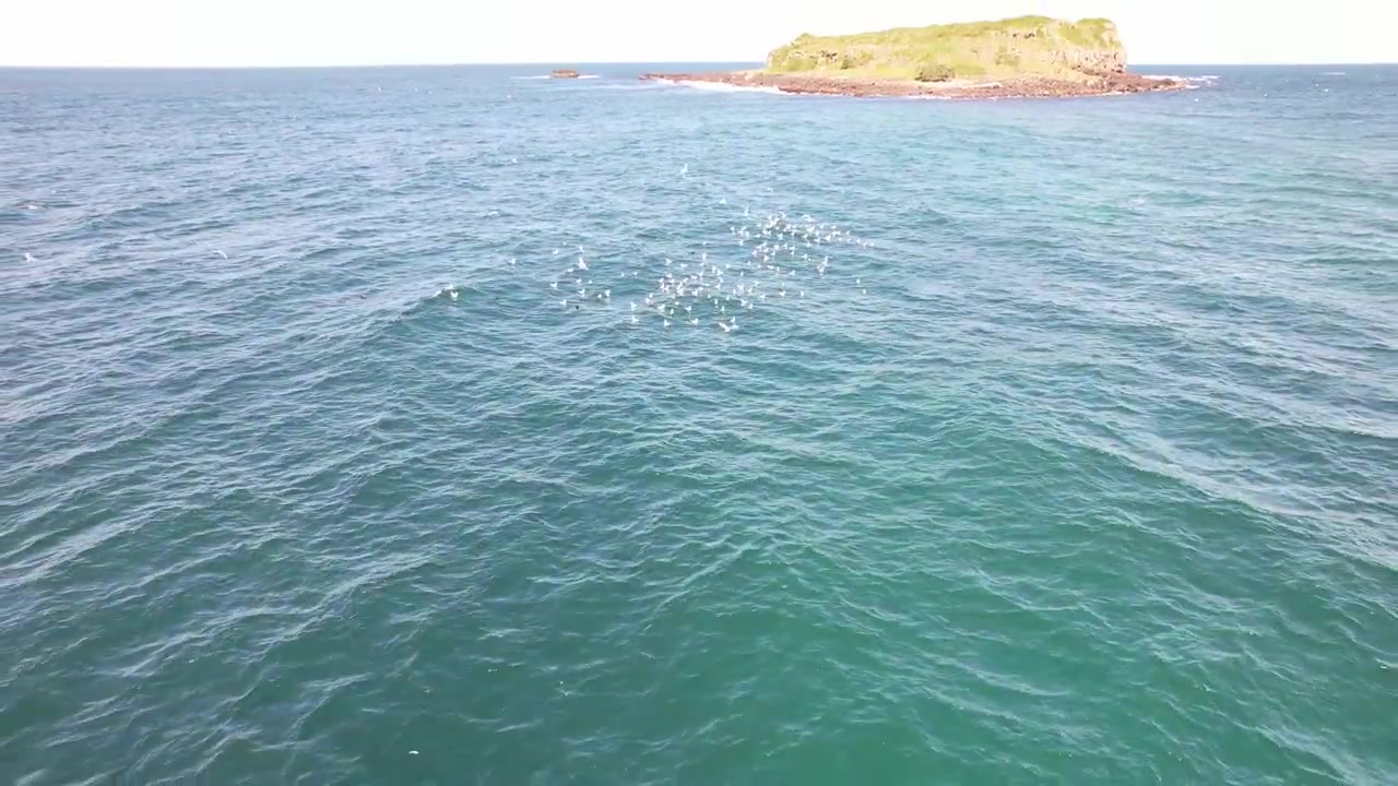 Yeni Güney Galler, Avustralya'da Cook Adası yakınındaki martı sürüsü - Drone çekimi.