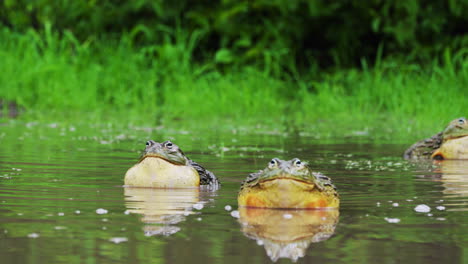 Ranas-Toro-Africanas-En-Pantano-Durante-La-Temporada-De-Lluvias