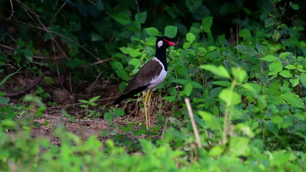 el avefría de barbas rojas es una de las aves más comunes de tailandia