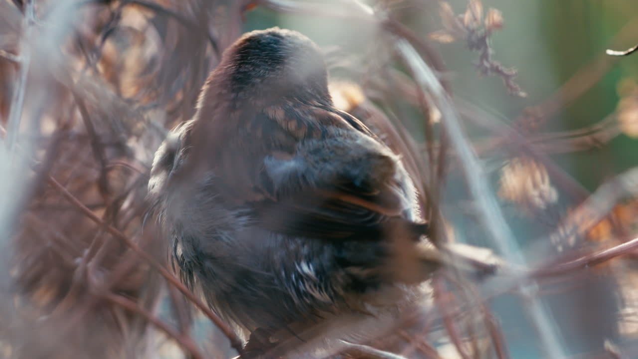primer plano de la casa gorrión cantando, mirando a través de arbustos borrosos, pájaro sentado en los arbustos