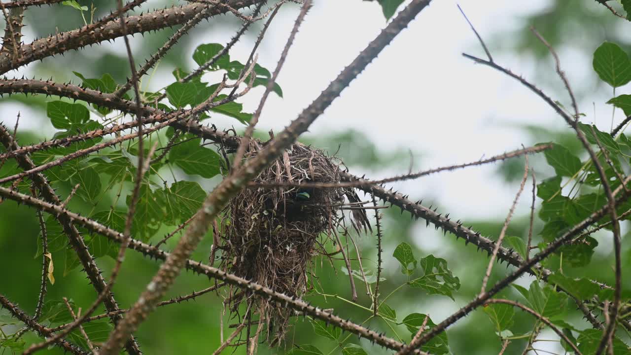 The bill of the bird can be seen jutting out and then retreats inside the nest, Black-and-yellow Broadbill Eurylaimus ochromalus, Kaeng Krachan National Park, Thailand