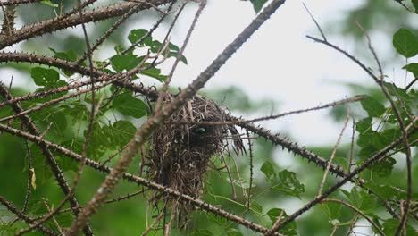 the bill of the bird can be seen jutting out and then retreats inside the nest, black-and-yellow broadbill eurylaimus ochromalus, kaeng krachan national park, thailand