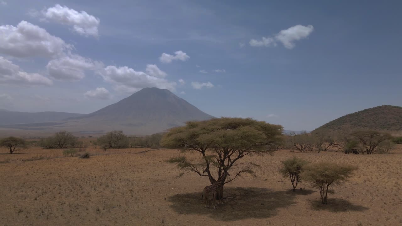 Rotating shot of giraffes standing under a tree hiding from the sun with Ol Doinyo Lengai