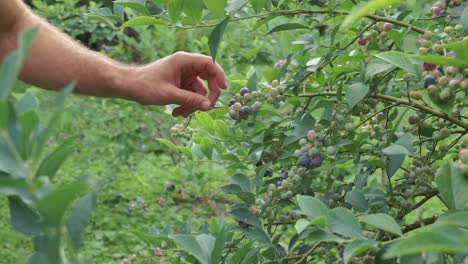 shirtless young man picks ripe blueberries from bush in garden