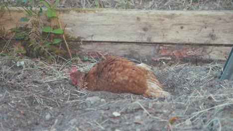 Gallina-En-El-Suelo-Con-Un-Baño-De-Tierra-A-Cámara-Lenta