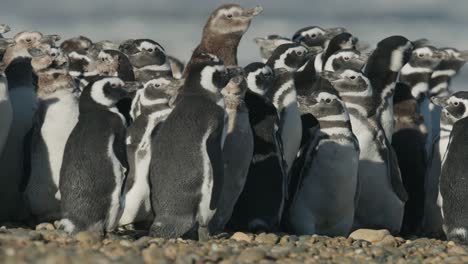 pingüinos se acurrucan en los vientos de la patagonia