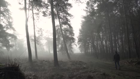 foggy forest path