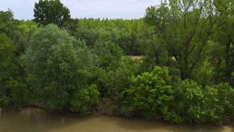 Green-Vegetation-At-The-Riverbank-Of-Ada-Ciganlija-In-Belgrade,-Serbia