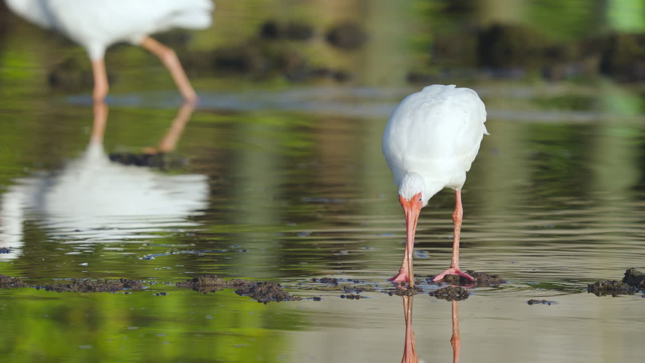 White Ibis Feeding in Water on Rocky Reef 2