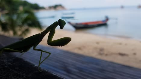 Mantis-Religiosa-En-La-Sombra-En-Un-Fondo-De-Barco-De-Cafetería