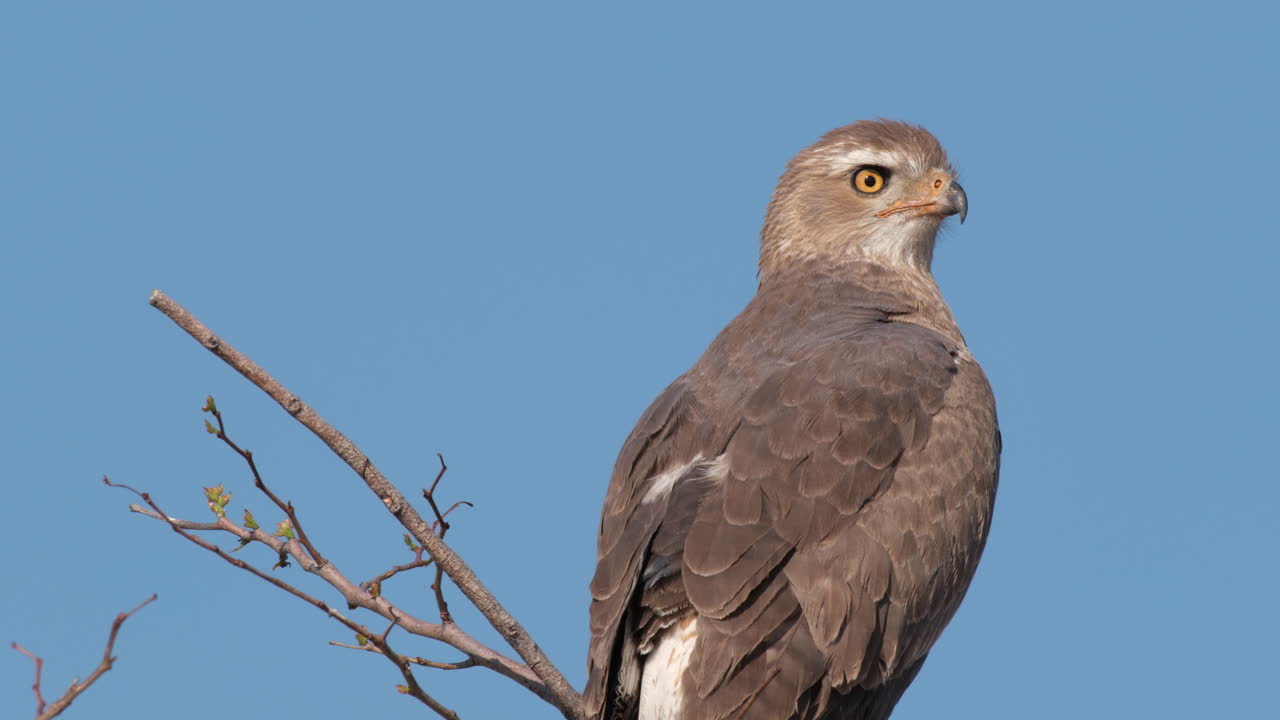 primer plano de un halcón joven pálido que canta sentado en la madera contra el cielo azul