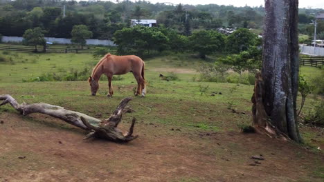 cinematic aerial footage flying around a horse eating grass on a field in a farm calmly while being surrounded by other horses, drone