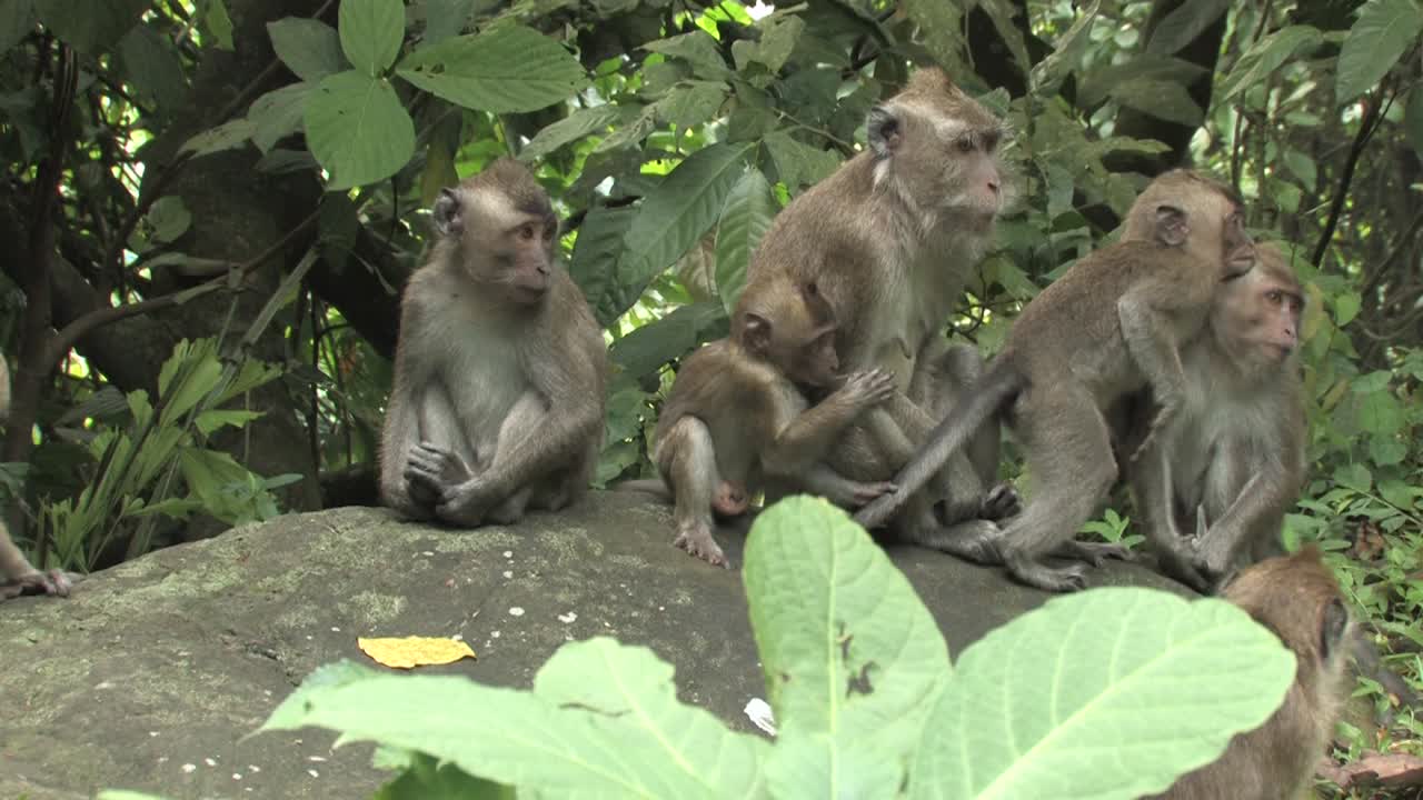 macaco comedor de cangrejos, macaco de cola larga, macaca fascicularis, grupo de hembras y crías jugando felices entre las rocas con el fondo de la selva, ujung kulon, panaitan, java, indonesia