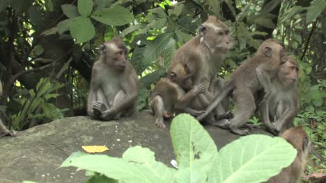 crab-eating macaque, long-tailed macaque, macaca fascicularis, group of females and youngs playing happily among the rocks with the background of jungle, ujung kulon, panaitan, java, indonesia